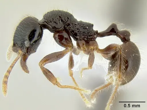 Stenamma expolitico specimen INBIOCRI001282473 image inbiocri001282473_4