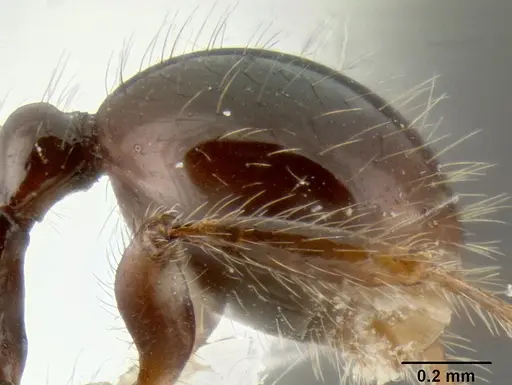 Stenamma expolitico specimen INBIOCRI001282473 image inbiocri001282473_5