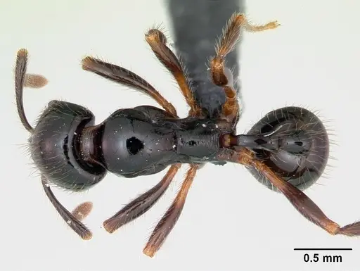 Stenamma expolitum specimen CASENT0052774 image casent0052774_1