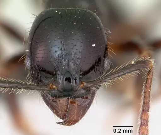 Stenamma expolitum specimen CASENT0052774 image casent0052774_2
