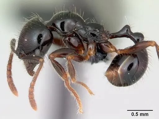 Stenamma expolitum specimen CASENT0052774 image casent0052774_3