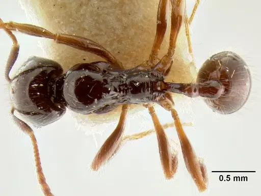 Stenamma expolitum specimen CASENT0126347 image casent0126347_1