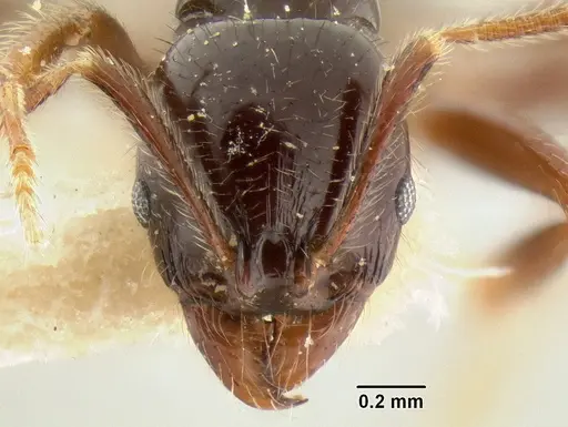 Stenamma expolitum specimen CASENT0126347 image casent0126347_2