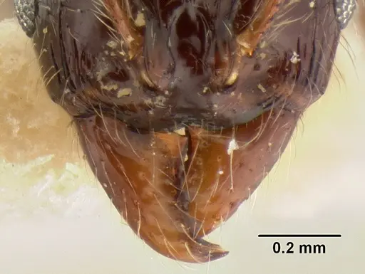 Stenamma expolitum specimen CASENT0126347 image casent0126347_3