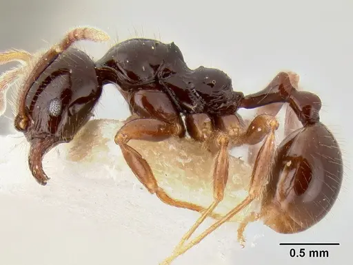 Stenamma expolitum specimen CASENT0126347 image casent0126347_4