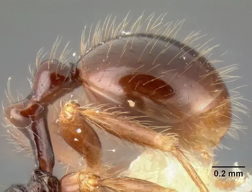 Stenamma expolitum specimen CASENT0126347 image casent0126347_5