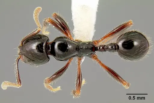 Stenamma expolitum specimen CASENT0600043 image casent0600043_1