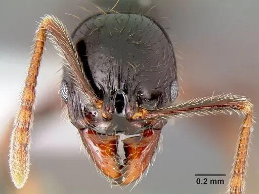 Stenamma expolitum specimen CASENT0600043 image casent0600043_2