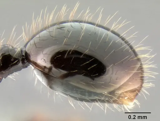 Stenamma expolitum specimen CASENT0622564 image casent0622564_1