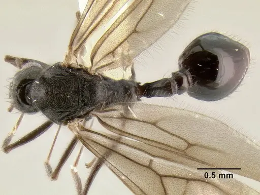 Stenamma expolitum specimen JTLC000003501 image jtlc000003501_1