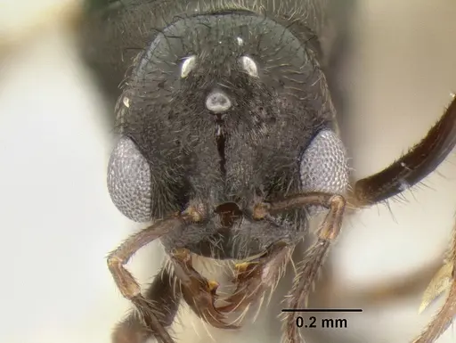Stenamma expolitum specimen JTLC000003501 image jtlc000003501_2