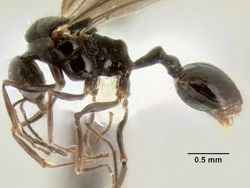 Stenamma expolitum specimen JTLC000003501 image jtlc000003501_3