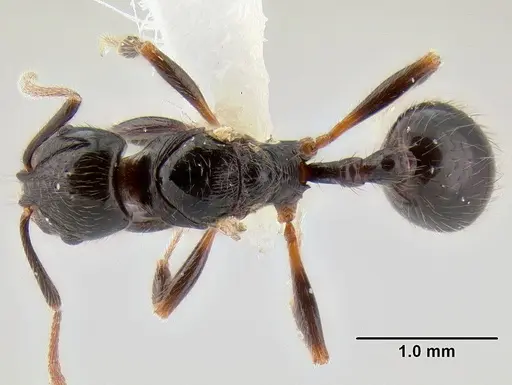 Stenamma expolitum specimen JTLC000005582 image jtlc000005582_1