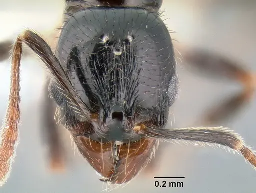 Stenamma expolitum specimen JTLC000005582 image jtlc000005582_2