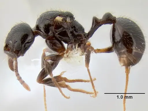 Stenamma expolitum specimen JTLC000005582 image jtlc000005582_3