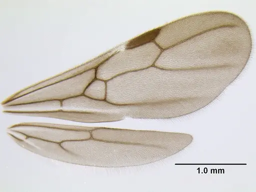 Stenamma expolitum specimen JTLC000005582 image jtlc000005582_4
