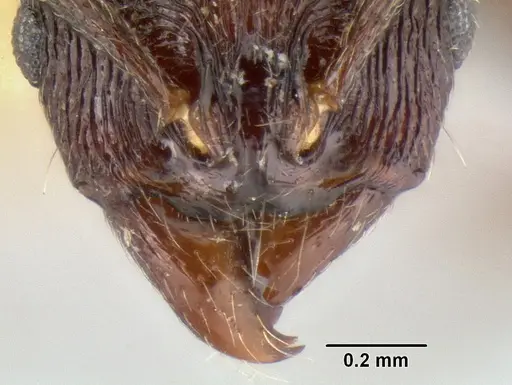 Stenamma felixi specimen CASENT0126355 image casent0126355_3