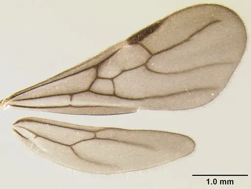 Stenamma felixi specimen CASENT0622308 image casent0622308_4