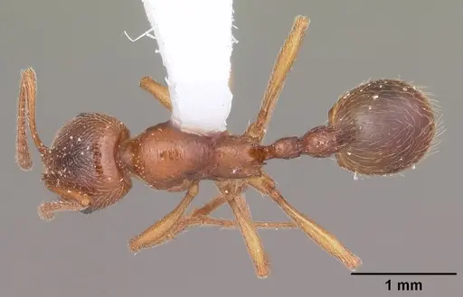 Stenamma foveolocephalum specimen CASENT0104515 image casent0104515_1