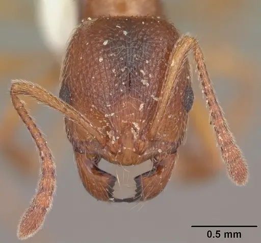 Stenamma foveolocephalum specimen CASENT0104515 image casent0104515_2