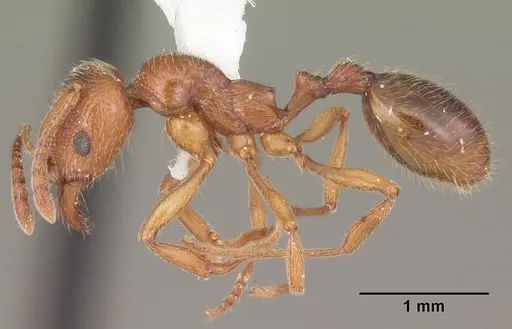 Stenamma foveolocephalum specimen CASENT0104515 image casent0104515_3