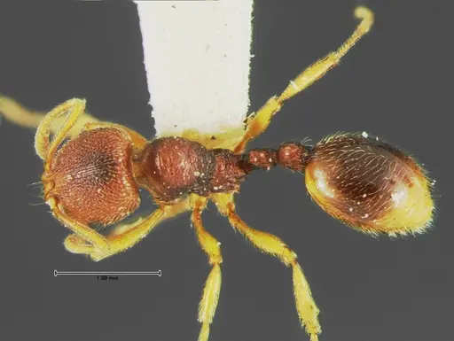 Stenamma foveolocephalum specimen CASENT0105665 image casent0105665_1