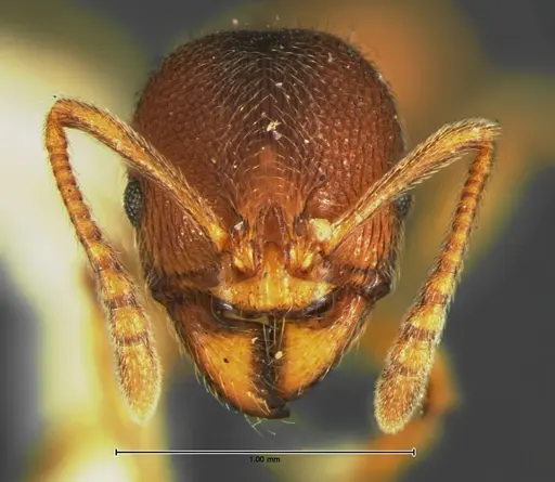 Stenamma foveolocephalum specimen CASENT0105665 image casent0105665_2