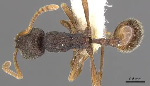 Stenamma gurkhale specimen CASENT0900945 image casent0900945_1