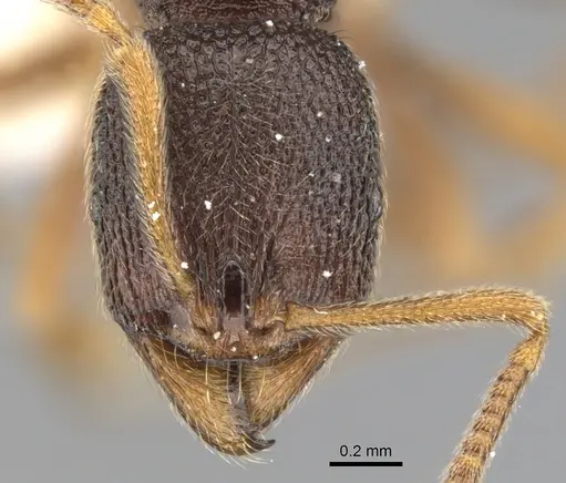 Stenamma gurkhale specimen CASENT0900945 image casent0900945_2