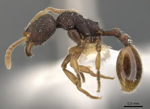 Stenamma gurkhale specimen CASENT0900945 image casent0900945_3