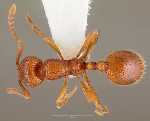 Stenamma heathi specimen CASENT0005815 image casent0005815_1