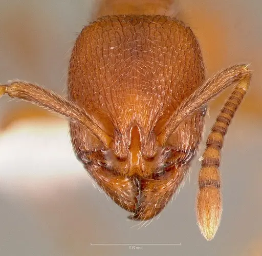 Stenamma heathi specimen CASENT0005815 image casent0005815_2