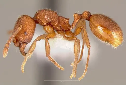 Stenamma heathi specimen CASENT0005815 image casent0005815_3