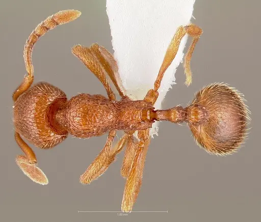 Stenamma heathi specimen CASENT0005816 image casent0005816_1