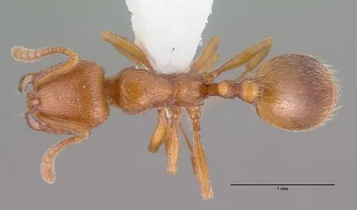 Stenamma heathi specimen CASENT0010694 image casent0010694_1