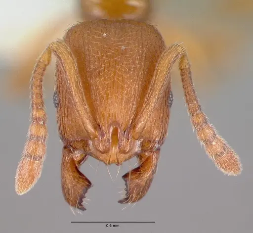 Stenamma heathi specimen CASENT0010694 image casent0010694_2