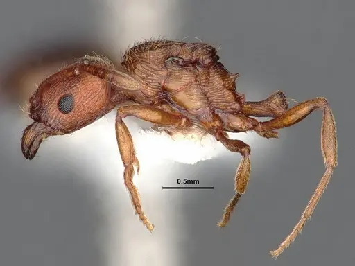 Stenamma heathi specimen CASENT0106733 image casent0106733_4