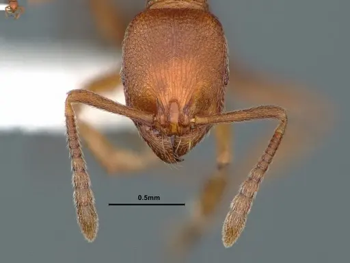 Stenamma heathi specimen CASENT0883299 image casent0883299_2