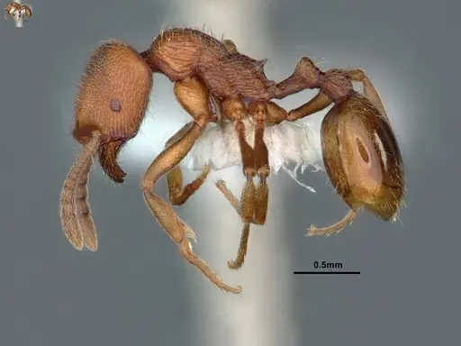 Stenamma heathi specimen CASENT0883299 image casent0883299_3