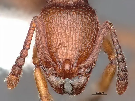 Stenamma heathi specimen CASENT0884248 image casent0884248_2