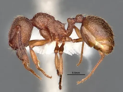 Stenamma heathi specimen CASENT0884248 image casent0884248_3