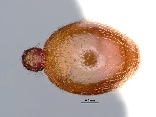 Stenamma heathi specimen CASENT0884436 image casent0884436_2