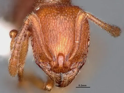 Stenamma heathi specimen CASENT0884436 image casent0884436_3