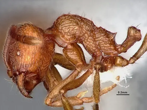 Stenamma heathi specimen CASENT0884436 image casent0884436_4
