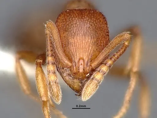 Stenamma heathi specimen CASENT0884437 image casent0884437_2