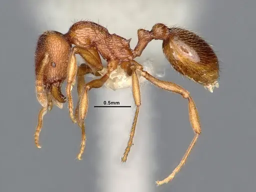 Stenamma heathi specimen CASENT0884437 image casent0884437_3