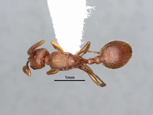 Stenamma heathi specimen CASENT0885518 image casent0885518_1