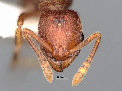 Stenamma heathi specimen CASENT0885518 image casent0885518_3