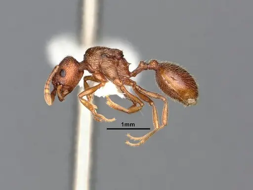 Stenamma heathi specimen CASENT0885518 image casent0885518_4