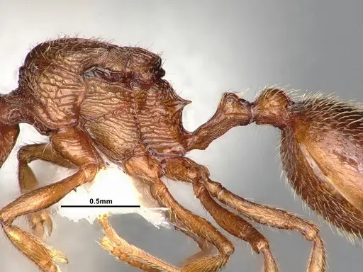 Stenamma heathi specimen CASENT0885518 image casent0885518_5
